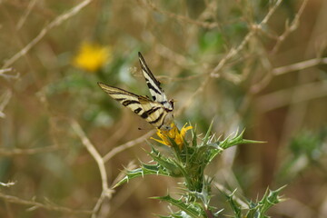 Bella mariposa chupaleches (iphiclides feisthamelii) libando de flores de cardo amarillas, con fondo difuminado (macro)