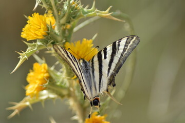 Bella mariposa chupaleches (iphiclides feisthamelii) libando de flores de cardo amarillas, con fondo difuminado (macro)