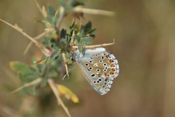 Mariposa niña celeste (polyommatus bellargus) colgada al revés sobre una planta con fondo...