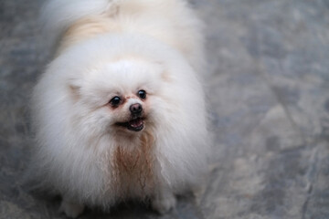 one white hairy Pomeranian pet dog