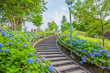シンボルプロムナード公園　紫陽花・風景
