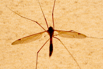 Mosquito resting on a transparent fabric against sun