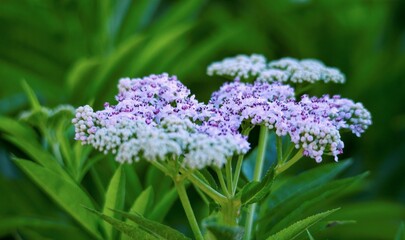 Obraz premium blossoming elderberry flowers for alternative medicine