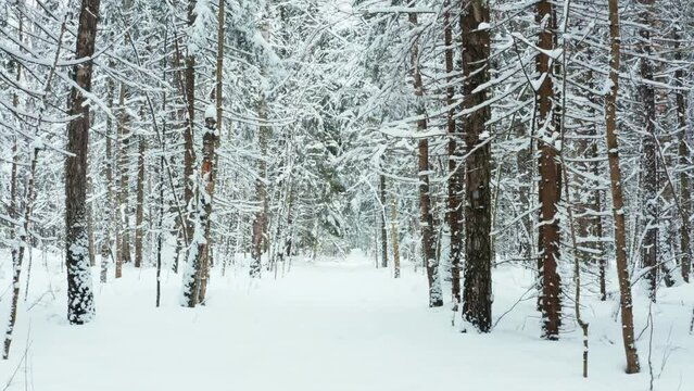 The camera moves among the trees in a snowy forest