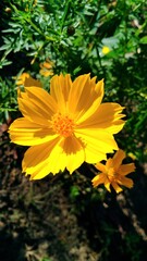 yellow flower on a green background