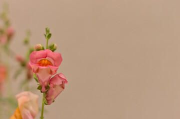 Fototapeta premium snapdragon majus
