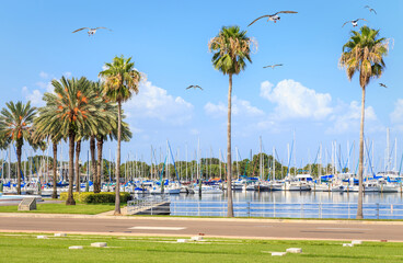 Bay with yachts and seagulls in St. Petersburg, Florida, USA