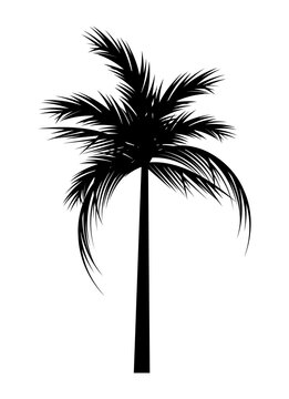beach tree palm silhouette