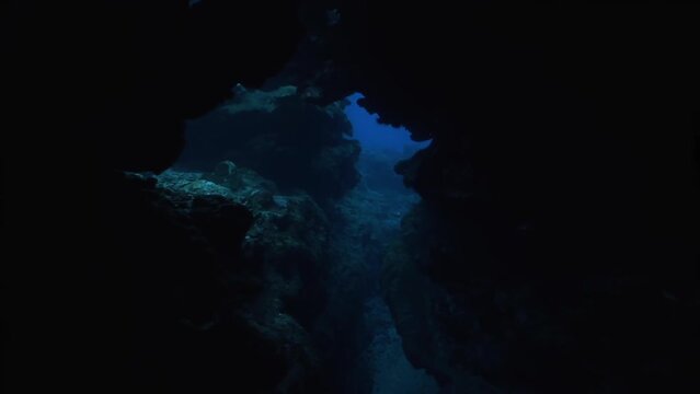 Plesiosaur Herd swims in formation through underwater caves