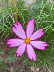 pink cosmos  flower in a garden