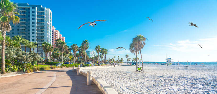 Beautiful Clearwater beach with white sand in Florida USA with seagulls