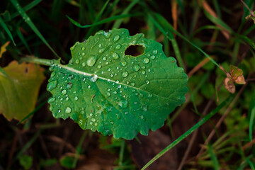 large drop of water on a leaf in nature. a green leaf with a hole. nature close up after the rain