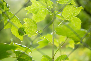 Unfocused image of plant with green leaves growing through on netting fence in the garden.