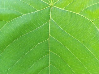 green leaf background