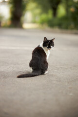 Cat on the street. Street cat. Cat in the yard 