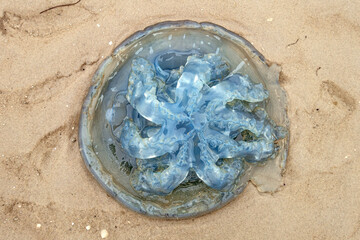 Qualle am Strand