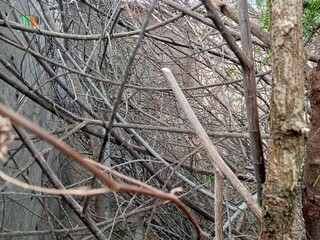 tree in the forest