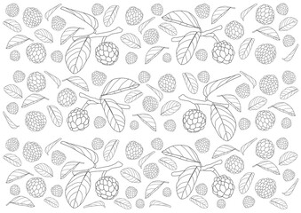 Line black and white custard apple fruit fresh and leaf isolated on white background illustration vector