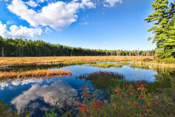 Fototapeta na wymiar A beautiful wooded marsh in Autumn