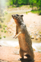 Prarie Dog looking to the left
