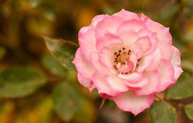 Beautiful close-up of a rose garden