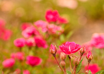 Beautiful close-up of a rose garden