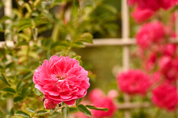 Beautiful close-up of a rose garden