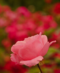 Beautiful close-up of a rose garden