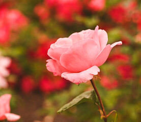 Fototapeta premium Beautiful close-up of a rose garden