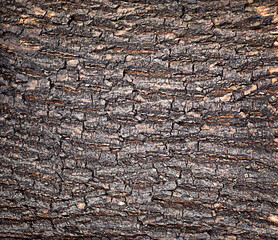 tree bark close-up. textured background