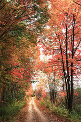 Autumn path in New England