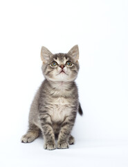 gray kitten looks up on a white background