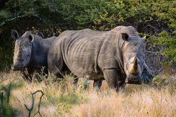 Obraz premium three white rhinos in the grass in namibia africa