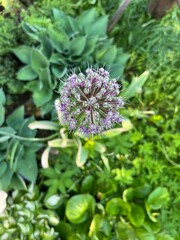 Fototapeta premium flower of a thistle