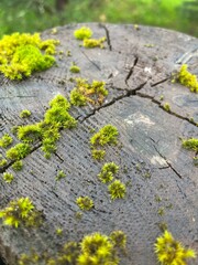 moss on the stone