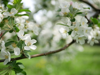 Naklejka premium Blooming apple tree in early spring. Apple orchard with white and pink flowers on the trees.