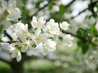Blooming apple tree in early spring. Apple orchard with white and pink flowers on the trees.