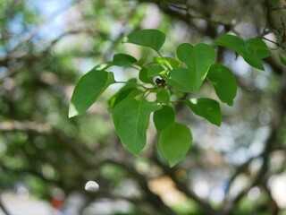 A branch of lilac against the background of multi-colored blurry highlights. Spring landscape - lilacs, a kaleidoscope of color and light.