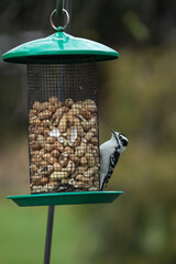 Hairy woodpecker at a bird feeder with peanuts