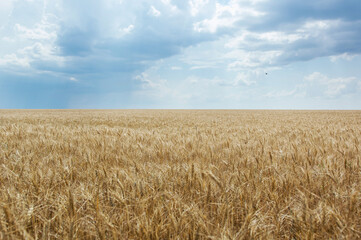 Golden wheat and blue sky. Symbol of the flag of Ukraine. Harvesting.