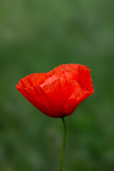 Wild papaver or poppy flowers on the field. Natural background