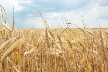 Fototapeta na wymiar Ripened wheat close-up and blue sky. Symbol of the flag of Ukraine. Peaceful sky.