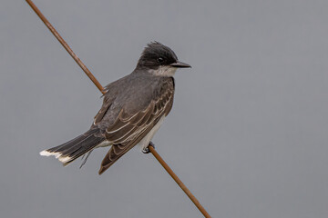 Perching Eastern Kingbird (Tyrannus tyrannus)