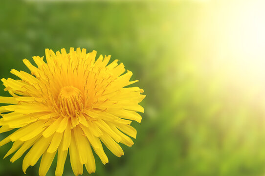 Yellow dandelion on a green background. Dandelion in the field.