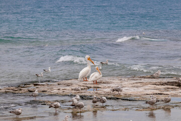 Two white pelicans