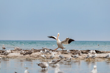 Fototapeta na wymiar Pelican walking