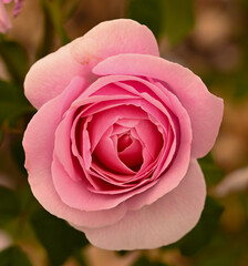 Beautiful close-up of a rose garden
