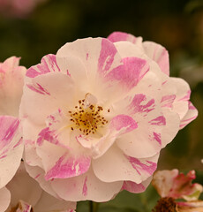Beautiful close-up of a rose garden