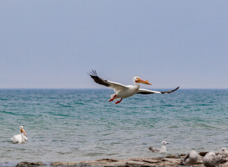 Pelican in flight