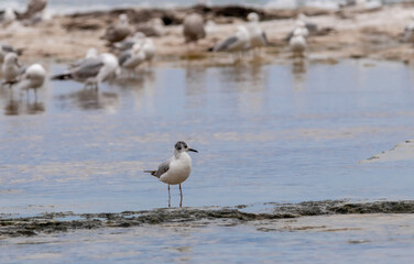 Lone gull